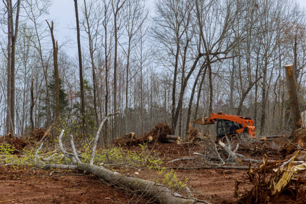 Best Tree Removal  in Garden City, KS